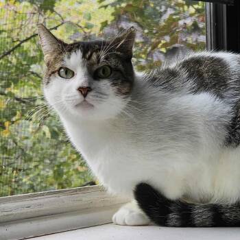 Rescue Domestic Short Hair Cats for Adoption - Dusty | PetCurious