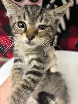 Rescue Domestic Short Hair Cats for Adoption in Riverside, California - MILO | PetCurious