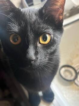 Rescue Bombay Cats for Adoption in Villa Park, California - Rocky | PetCurious