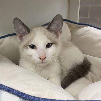 Salt -  Domestic Short Hair Cat for Adoption in Cheyenne, Wyoming - Salt | PetCurious