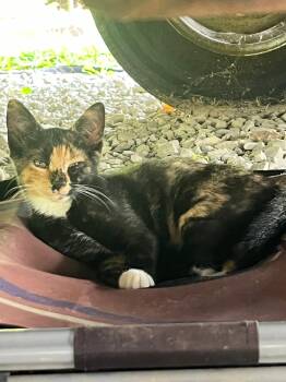 Cali -  Calico Cat for Adoption in Johnson City, Tennessee - Cali | PetCurious