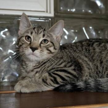 Hissyphus -  Domestic Short Hair Cat for Adoption in Shippenville, Pennsylvania - Hissyphus | PetCurious