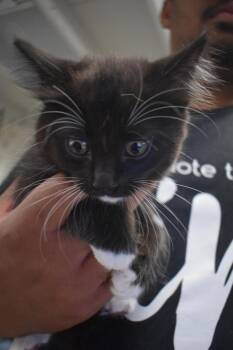 Buffy (Oreo DS K5) -  Domestic Short Hair Cat for Adoption in Pahrump, Nevada - Buffy (Oreo DS K5) | PetCurious