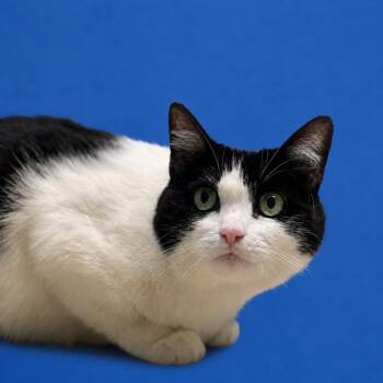 Domestic Short Hair Cats Available for Adoption in Riverside, California - Ribbon | PetCurious