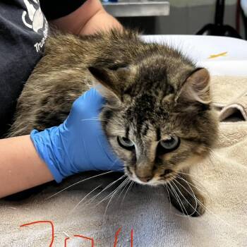 Mama Mitzi -  Domestic Short Hair Cat for Adoption in Mt. Juliet, Tennessee - Mama Mitzi | PetCurious