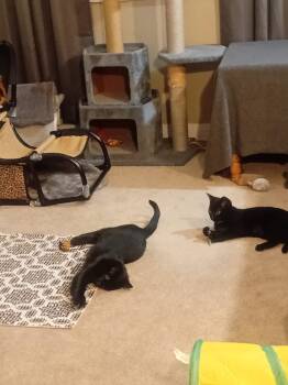 Rescue Domestic Short Hair Cats for Adoption in Calgary, Alberta - Panther | PetCurious