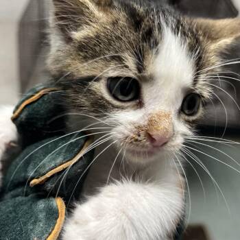 Lebron -  Domestic Short Hair Cat for Adoption in Philadelphia, Pennsylvania - Lebron | PetCurious
