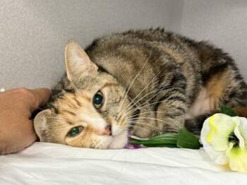 Linda Cod -  Domestic Short Hair Cat for Adoption in New York, New York - Linda Cod | PetCurious