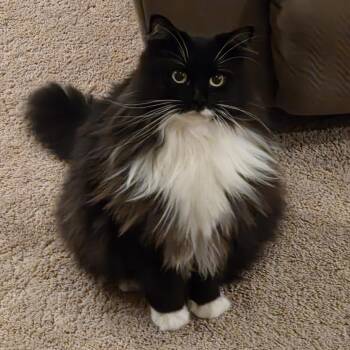 Duston -  Domestic Long Hair Cat for Adoption in Fairfax Station, Virginia - Duston | PetCurious