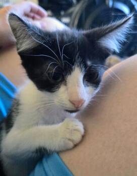 Chase -  Domestic Short Hair Cat for Adoption in Evans, Georgia - Chase | PetCurious