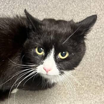 Domestic Short Hair Cats Available for Adoption - Meowdonna | PetCurious