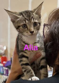 Rescue Domestic Short Hair Cats for Adoption in New Bern, North Carolina - ALIA Kitten | PetCurious
