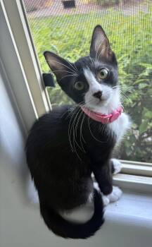 Dottie -  Domestic Short Hair Cat for Adoption in Chandler, Arizona - Dottie | PetCurious
