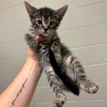 Bozeman -  Domestic Short Hair Cat for Adoption in Bristol, Indiana - Bozeman | PetCurious