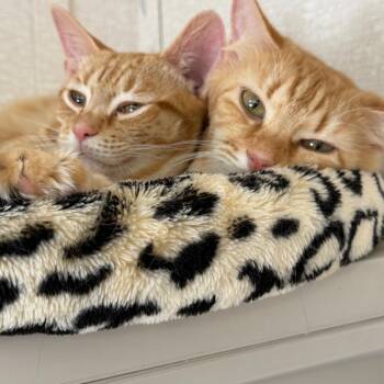 Domestic Short Hair Cats Available for Adoption - Joel And Valentina | PetCurious