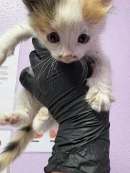 Domestic Short Hair Cats Available for Adoption in El Paso, Texas - 60808636 | PetCurious