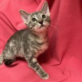 Lululemon -  Tabby Cat for Adoption in Green Valley, Arizona - Lululemon | PetCurious
