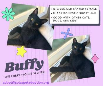 Rescue Domestic Short Hair Cats for Adoption in Council Bluffs, Iowa - Buffy The Furry Mouse Slayer  --  (ab) | PetCurious