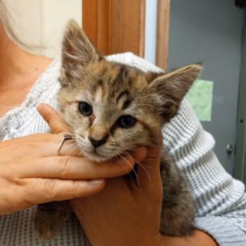 Bear -  Domestic Short Hair Cat for Adoption in Coos Bay, Oregon - Bear | PetCurious
