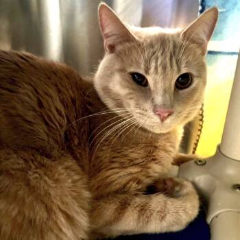 Rescue Domestic Short Hair Cats for Adoption in Riverside, California - Simba | PetCurious