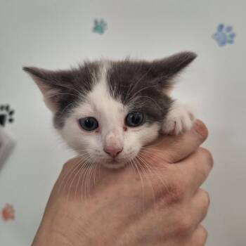 Sheldon -  Domestic Short Hair Cat for Adoption in Albert Lea, Minnesota - Sheldon | PetCurious