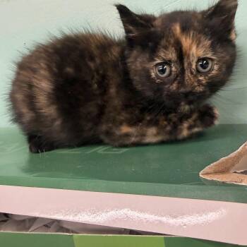 Jordyn -  Domestic Short Hair Cat for Adoption in Hudson, New York - Jordyn | PetCurious