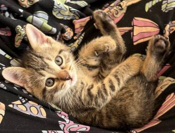 EP: Blue Suede Shoes -  Exotic Shorthair Cat Available for Adoption - EP: Blue Suede Shoes | PetCurious