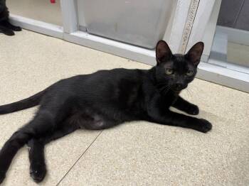Emmett -  Domestic Short Hair Cat for Adoption in Morgan Hill, California - Emmett | PetCurious