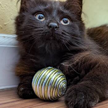 Domestic Long Hair Cats Available for Adoption in Fenton, Michigan - Kona | PetCurious