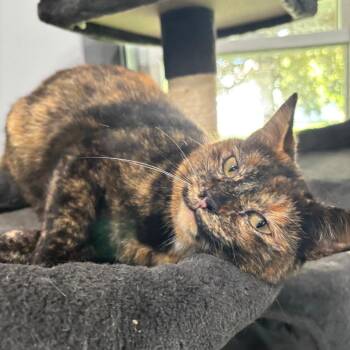 Domestic Short Hair Cats Available for Adoption in Shelbyville, Indiana - Lucy | PetCurious