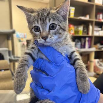 Goldie -  Domestic Short Hair Cat for Adoption in Birmingham, Alabama - Goldie | PetCurious