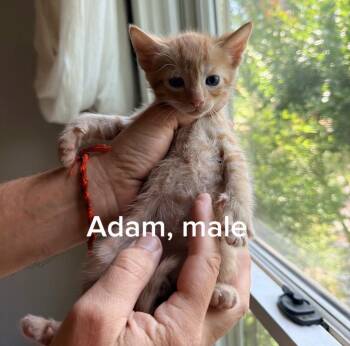 Domestic Short Hair Cats Available for Adoption in Shrewsbury, Massachusetts - Adam | PetCurious