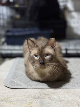 Rescue Domestic Short Hair and Siamese Cats for Adoption in Cypress, Texas - Tito | PetCurious