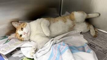 Garfield -  Domestic Short Hair Cat for Adoption in Wilkesboro, North Carolina - Garfield | PetCurious