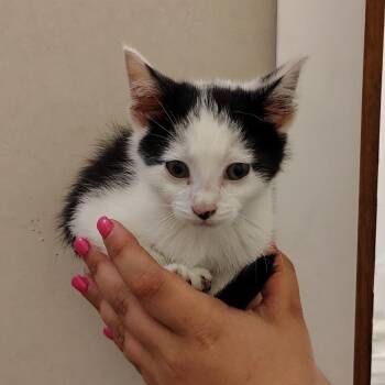 Cucumber -  Domestic Short Hair Cat for Adoption in Coos Bay, Oregon - Cucumber | PetCurious