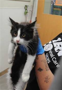 JAHARI -  Domestic Short Hair Cat for Adoption in Albuquerque, New Mexico - JAHARI | PetCurious