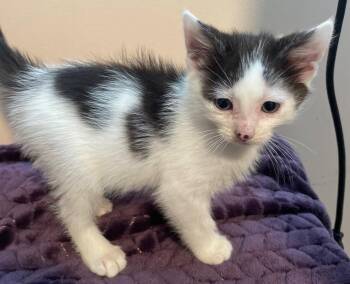 Vita -  Domestic Short Hair Cat for Adoption in Island Lake, Illinois - Vita | PetCurious