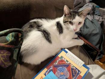 Rescue Domestic Short Hair Cats for Adoption in East Orange, New Jersey - Roquefort | PetCurious