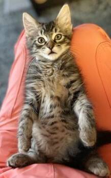 Domestic Medium Hair Cats Available for Adoption - Juniper Q | PetCurious