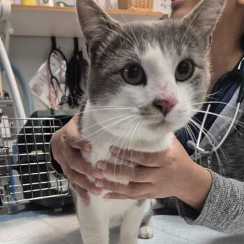Harrison Ford -  Domestic Short Hair Cat for Adoption in Newark, New Jersey - Harrison Ford | PetCurious