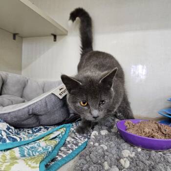 Rescue Domestic Short Hair Cats for Adoption in Tawas City, Michigan - Venus | PetCurious