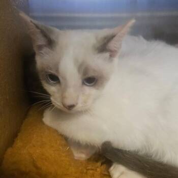 Domestic Short Hair Cats Available for Adoption - Austen | PetCurious