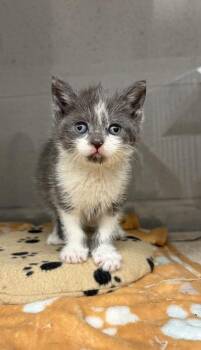 Domestic Short Hair Cats Available for Adoption - Wheezie | PetCurious