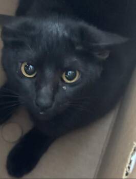 Domestic Short Hair Cats Available for Adoption in Dallas, Texas - ECLIPSE | PetCurious