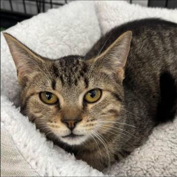 Nate -  Domestic Short Hair Cat for Adoption in Buffalo, New York - Nate | PetCurious