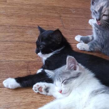 Domestic Short Hair Cats Available for Adoption in Woodstock, Virginia - Vester | PetCurious