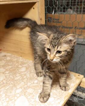 Rescue Domestic Medium Hair Cats for Adoption in Cardwell, Montana - Clasoil | PetCurious