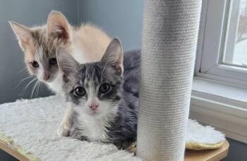 Domestic Short Hair Cats Available for Adoption - Skippy | PetCurious