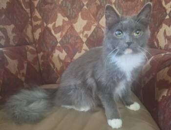 Domestic Long Hair Cats Available for Adoption - Skye | PetCurious
