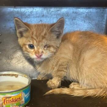 Warbird C11847 -  Domestic Short Hair Cat for Adoption - Warbird C11847 | PetCurious